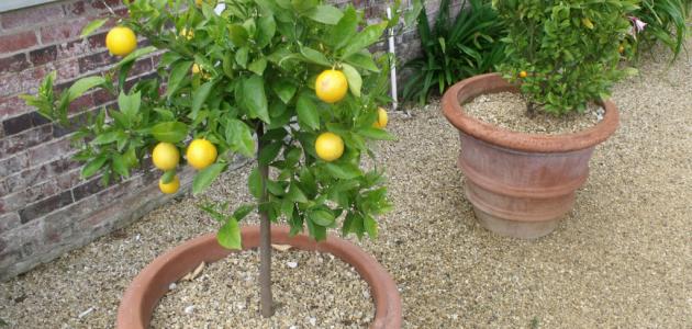 طريقة زراعة الليمون